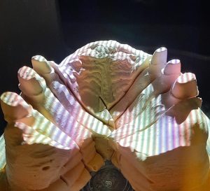 232245659_1947749585402033_516781449469783086_n